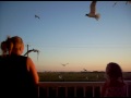 Lola and Becky feeding seagulls off our patio at the Silverleaf Resort in Galveston May 2009