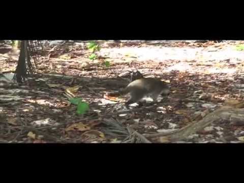 See video