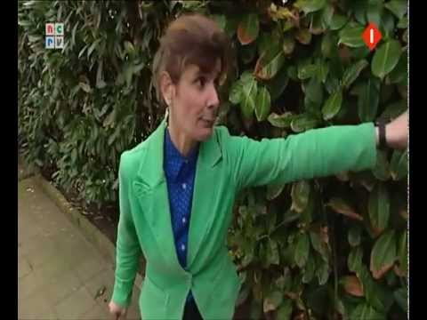Rechter - Boze buurvrouwen uit Lelystad. Het eerste viel mij de boze scheldende buurvrouw op. Maar als je het filmpje is goed bekijkt wordt zij geestelijk verstikt doo...