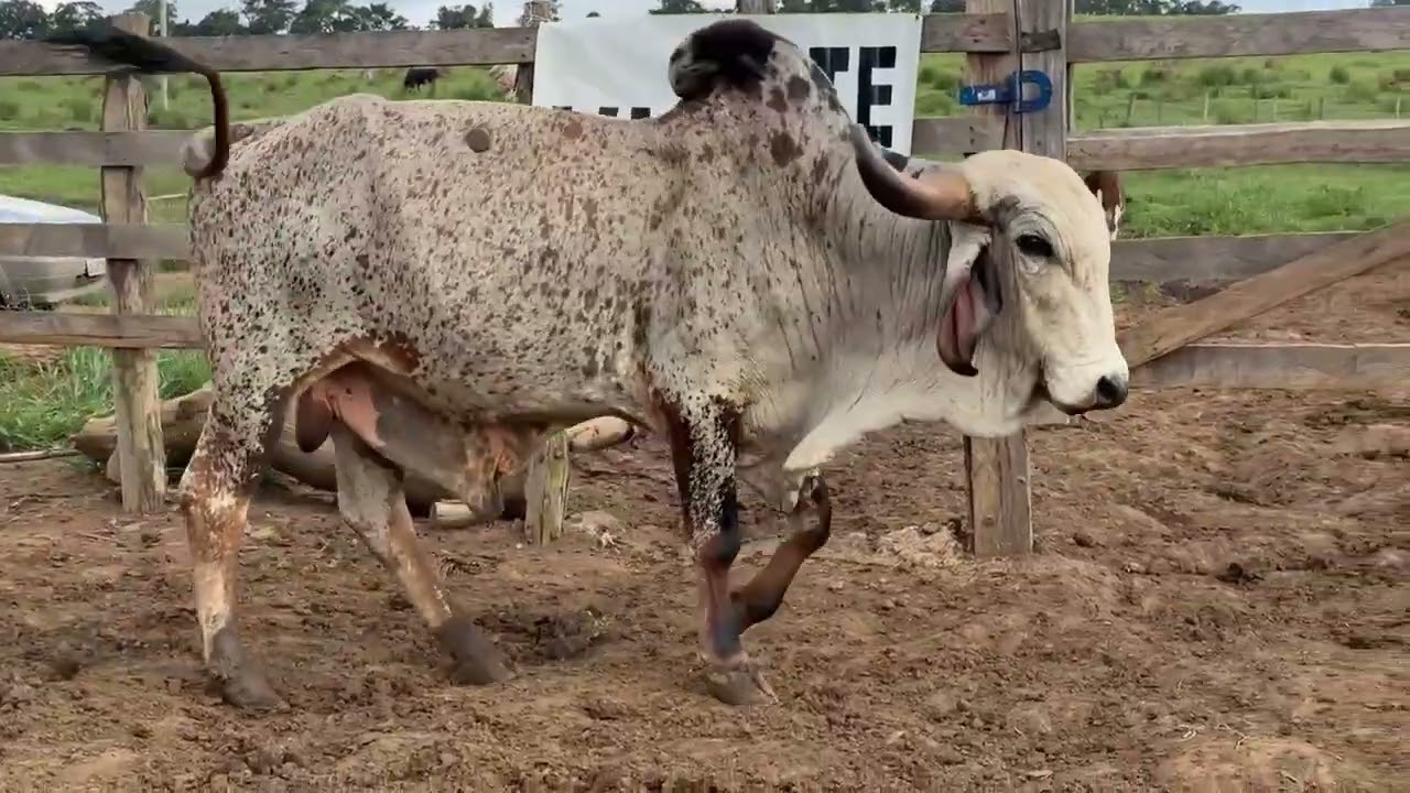 LOTE 47 - 01 TOURO  GIR;