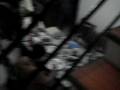videos de kiddo's new house