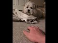 Remidog doesn't like me going for his blanket