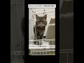 2019/7/18 その3【共同生活4日目】#保護猫 #猫