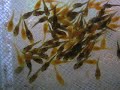 bristlenose fry