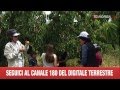 Click to View : La ciclopasseggiata del GAL Sud-Est Barese raccontata dal Tg Norba 24