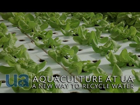 how to fertilize rutabaga