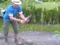 mentos und cola