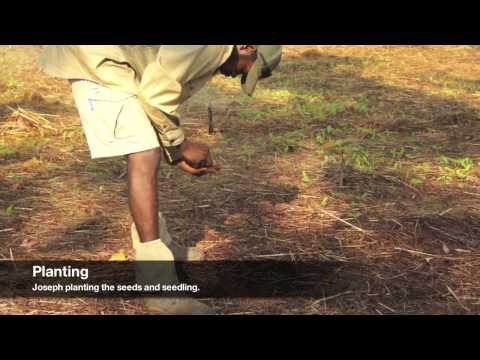 how to harvest pigeon peas