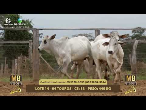 551� LEIL�O VIRTUAL MB LEIL�ES
