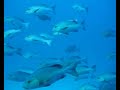 In The Deep Blue