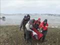 Dolphins strand in Wellfleet