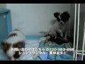 チワワ ブリーダー・ショップ「シュシュケンネル」