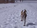 Snow Beagle