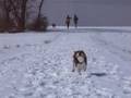 Snow Beagle