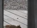 Crazy killer chipmunk/squirrel?
