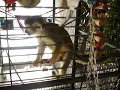 Pet Squirrel Monkeys with foraging board