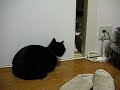 まちぶせるねこ２
