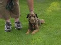 Aggressive dogs behaving Aggressive dogs behaving