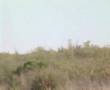 podenco in the field