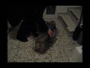 Maxi_nach_Hagelschauer.wmv Maxi_nach_Hagelschauer.wmv
