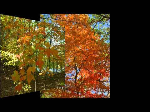 Fall Colors 2012 Lake Maria State Park