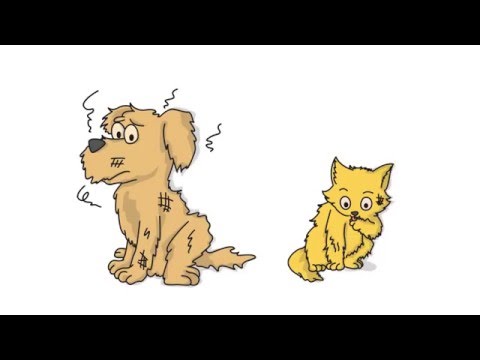 Pet Grooming Whiteboard Videos Gold Coast