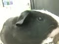 Talking Mr. Guinea Pig