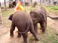 Baby Elephants playing, Chitiwan NP, Nepal