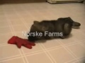Freya Elkhound Puppy.