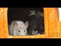 Roedores y lagomorfos - Convivencia interespecífica