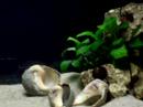 Neolamprologus Brevis
