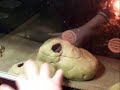 How to set up a Leopard gecko viv How to set up a Leopard gecko viv