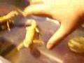 How to set up a Leopard gecko viv