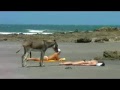 Naughty Donkey