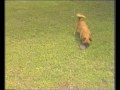 Funny animals. .The dog and the frog...