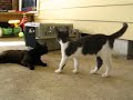 A UPDATE ON THE SPRING CATS GRACE HAS FUN WITH BROTHER CHANCE