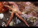 Oregon Video