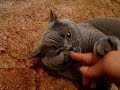 Playing rough with Peepers.