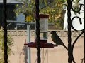 Stranger at the feeder