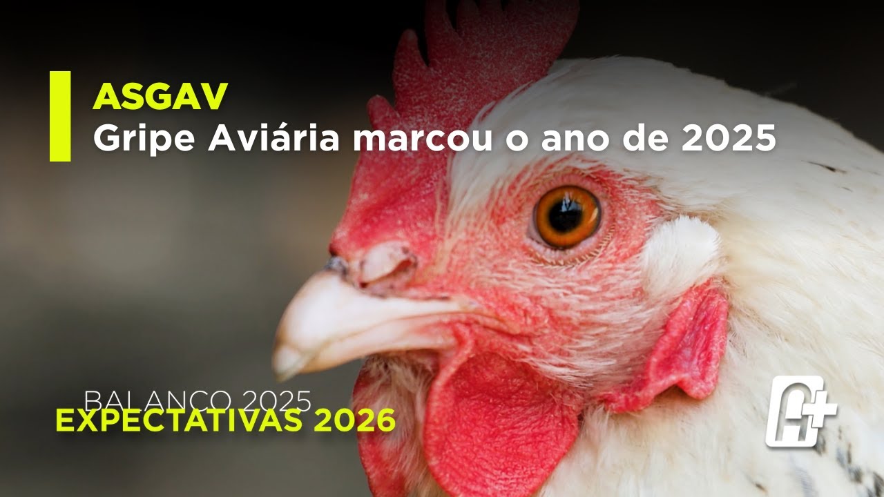 Gripe Aviária marcou o ano de 2025 para a Asgav: associação projeta os cenários de 2026