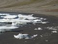 Walrusses on the beach, Kapp Lee (Svalbard archipelago)
