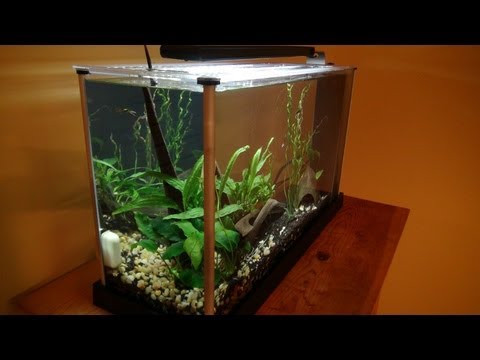 how to set up fluval spec v