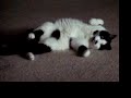 Carcass Kitty