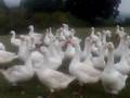 videos de geese