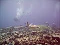 17 Aug: 5 sea turtles & 14 divers off N Tokashiki, Keramas, Okinawa, Japan