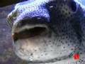 MKG_Fish National PengHe Aquairum