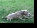 PIT BULL BULLY ON TRAINING - pups sold out!!!