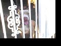 pit bull bully em treinamento  ninhada em agosto/08