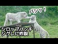 シロップパンチ、シグレに炸裂？【伊豆アニマルキングダム】Syrup Shigure Izu Animal Kingdom