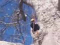 climbing into a tree (big tree)